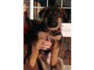 German Shepherd Dog Puppy for sale in Oroville, WA, USA
