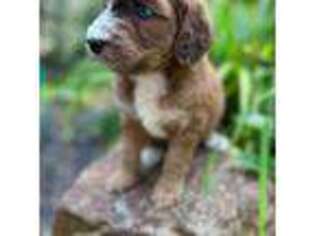 Mutt Puppy for sale in Gastonia, NC, USA