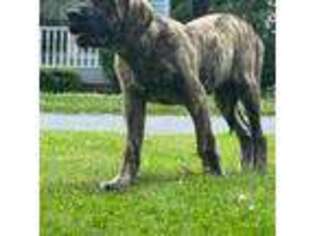 Mastiff Puppy for sale in Albemarle, NC, USA
