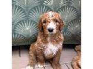 Goldendoodle Puppy for sale in Portland, OR, USA