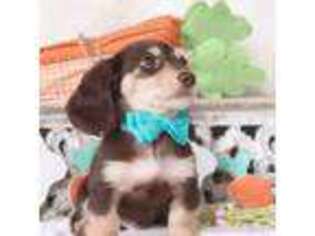 Dachshund Puppy for sale in Woodbine, GA, USA