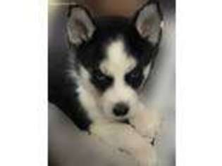Siberian Husky Puppy for sale in New Bedford, MA, USA