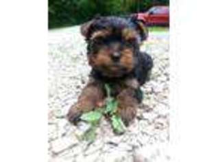 Yorkshire Terrier Puppy for sale in CINCINNATI, OH, USA