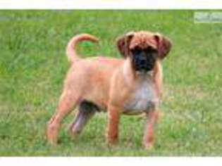 Puggle Puppy for sale in Oklahoma City, OK, USA