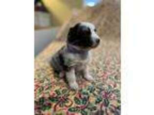 Miniature Australian Shepherd Puppy for sale in Hanford, CA, USA