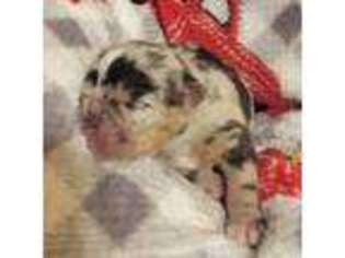 Olde English Bulldogge Puppy for sale in Franklin, IN, USA