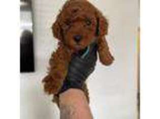 Mutt Puppy for sale in Delhi, CA, USA