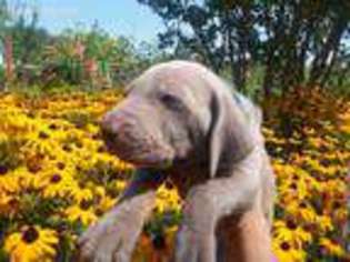 Weimaraner Puppy for sale in Medford, OR, USA