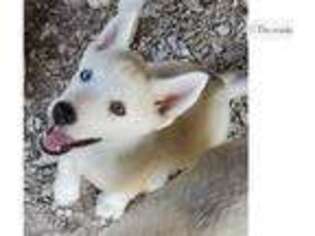 Siberian Husky Puppy for sale in Joplin, MO, USA