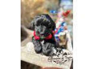 Mutt Puppy for sale in Elgin, TX, USA