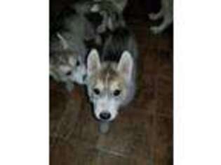 Siberian Husky Puppy for sale in Lyons, OR, USA
