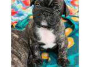 French Bulldog Puppy for sale in Sevierville, TN, USA