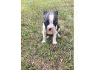 Boston Terrier Puppy for sale in Naples, TX, USA