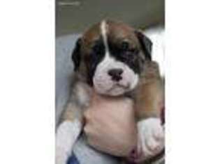 Alapaha Blue Blood Bulldog Puppy for sale in East Hardwick, VT, USA