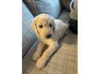 Goldendoodle Puppy for sale in Somerset, CA, USA