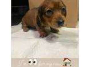 Dachshund Puppy for sale in East Dover, VT, USA