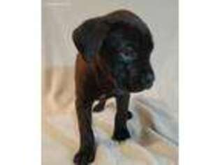 Cane Corso Puppy for sale in Augusta, GA, USA