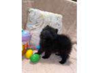 Pomeranian Puppy for sale in Cullman, AL, USA