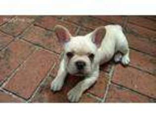 French Bulldog Puppy for sale in Santa Rosa, CA, USA