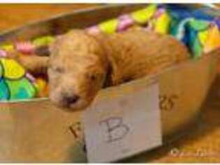 Goldendoodle Puppy for sale in Nauvoo, IL, USA