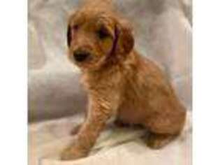 Goldendoodle Puppy for sale in Americus, GA, USA