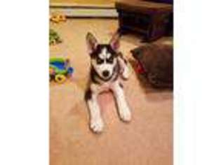 Siberian Husky Puppy for sale in Levittown, PA, USA