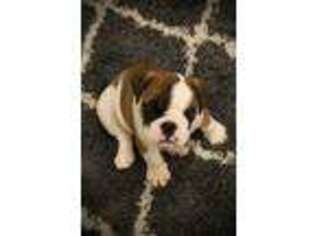 American Bulldog Puppy for sale in Waco, KY, USA