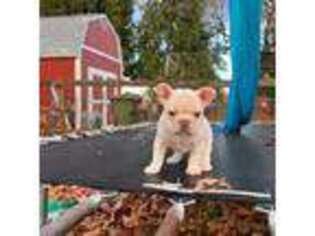 French Bulldog Puppy for sale in San Luis Obispo, CA, USA