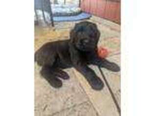 Mutt Puppy for sale in Southampton, PA, USA