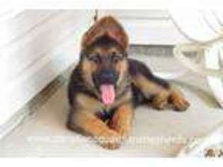 German Shepherd Dog Puppy for sale in SUNBRIGHT, TN, USA