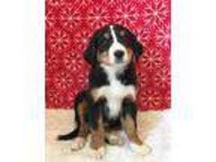 Greater Swiss Mountain Dog Puppy for sale in Peru, IL, USA