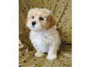Mutt Puppy for sale in Shippensburg, PA, USA