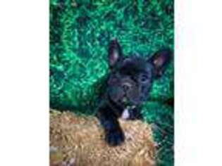 French Bulldog Puppy for sale in Tracy, CA, USA