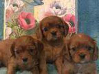 Cavalier King Charles Spaniel Puppy for sale in Layton, UT, USA