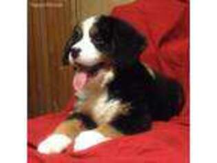 Mutt Puppy for sale in Greene, NY, USA