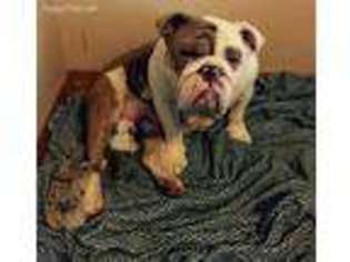 Bulldog Puppy for sale in Akron, NY, USA
