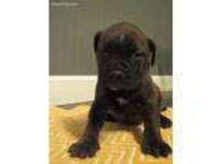 Bullmastiff Puppy for sale in Richland, PA, USA