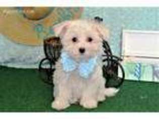 Maltese Puppy for sale in Austin, TX, USA