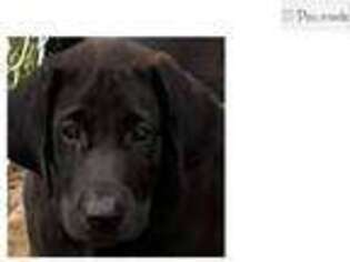 Labrador Retriever Puppy for sale in Shreveport, LA, USA