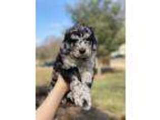 Mutt Puppy for sale in Goshen, OH, USA
