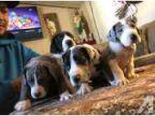 Great Dane Puppy for sale in MOCKSVILLE, NC, USA