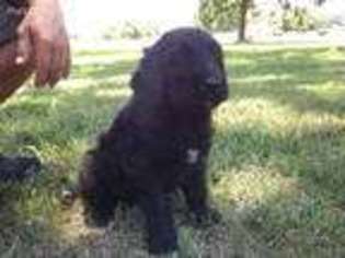 Goldendoodle Puppy for sale in Neosho, MO, USA