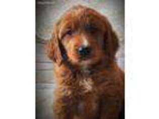 Golden Retriever Puppy for sale in Marengo, WI, USA