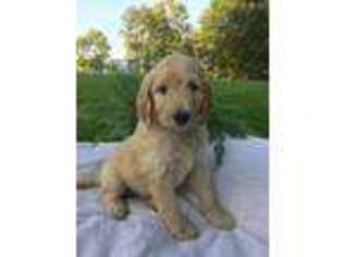 Goldendoodle Puppy for sale in Romulus, NY, USA