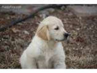 Golden Retriever Puppy for sale in Saint Peters, MO, USA