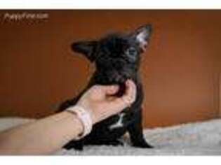 French Bulldog Puppy for sale in Bridgewater, NJ, USA