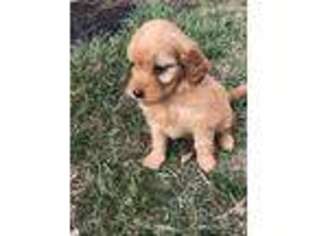 Goldendoodle Puppy for sale in Middlebury, IN, USA