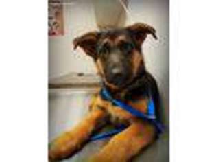 German Shepherd Dog Puppy for sale in Richfield, NC, USA