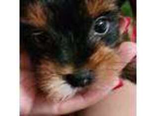 Yorkshire Terrier Puppy for sale in Lake Worth, FL, USA