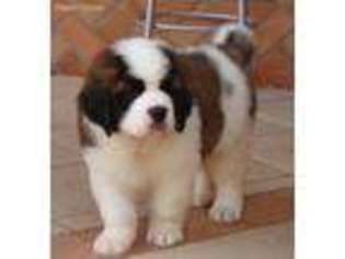 Saint Bernard Puppy for sale in Amado, AZ, USA